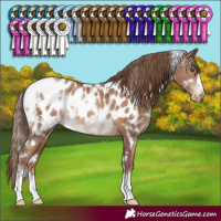 Horse Color:White Spotted Brown Pearl Near Leopard 