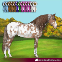 Horse Color:White Spotted Brown Pearl Appaloosa 