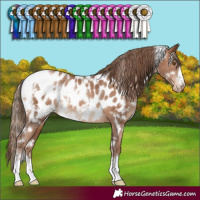 Horse Color:White Spotted Brown Pearl Appaloosa 