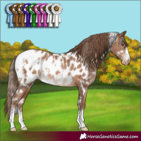 Horse Color:White Spotted Brown Pearl Appaloosa 