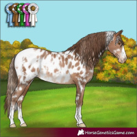 Horse Color:White Spotted Brown Pearl Appaloosa