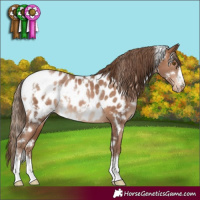 Horse Color:White Spotted Brown Pearl Appaloosa 