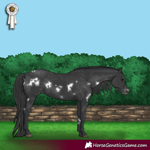 Horse Color:White Spotted Black Appaloosa