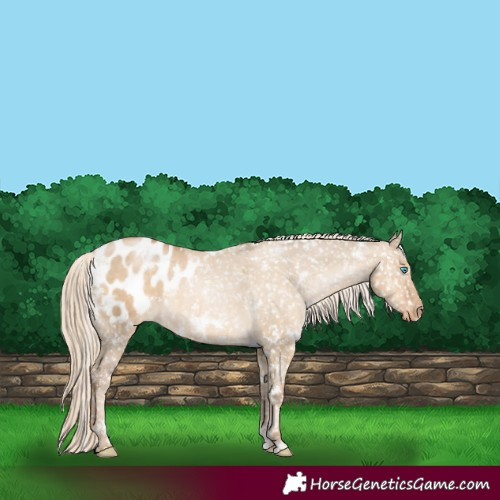 Horse Color:White Spotted Chocolate Palomino Pearl Dun Appaloosa 