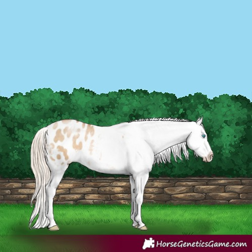 Horse Color:White Spotted Chocolate Palomino Pearl Dun Snowflake Varnish 