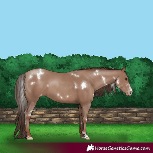 Horse Color:White Spotted Classic Champagne Sabino Varnish Rabicano 