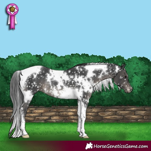 Horse Color:White Spotted Black Tobiano Snowflake VarnishRabicano 