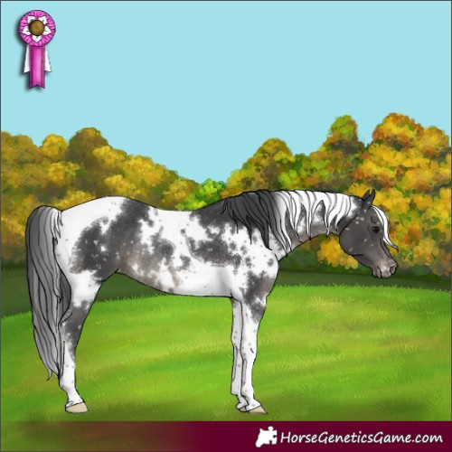Horse Color:White Spotted Black Tobiano Appaloosa Rabicano 