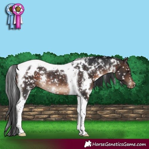 Horse Color:White Spotted Brown Tobiano Snowflake Varnish Rabicano 