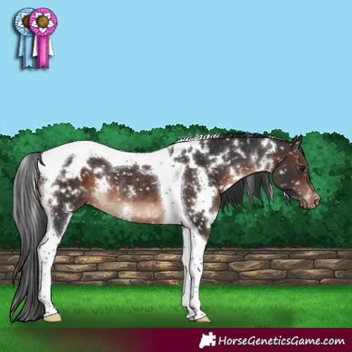 Horse Color:White Spotted Brown Tobiano Appaloosa Rabicano 