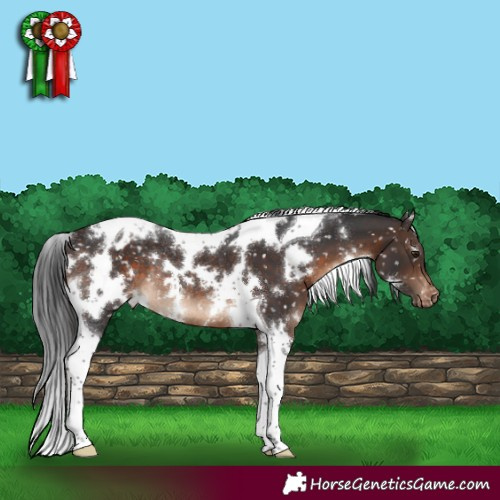 Horse Color:White Spotted Brown Tobiano Appaloosa Rabicano