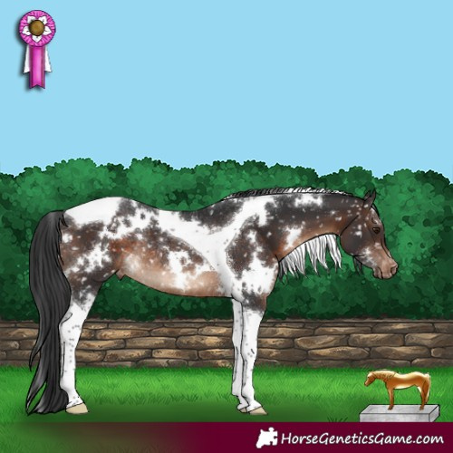 Horse Color:White Spotted Brown Tobiano Appaloosa Rabicano 