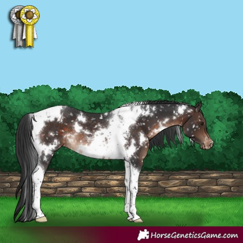 Horse Color:White Spotted Brown Tobiano Appaloosa Rabicano