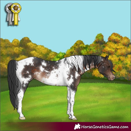 Horse Color:White Spotted Brown Tobiano Appaloosa Rabicano 