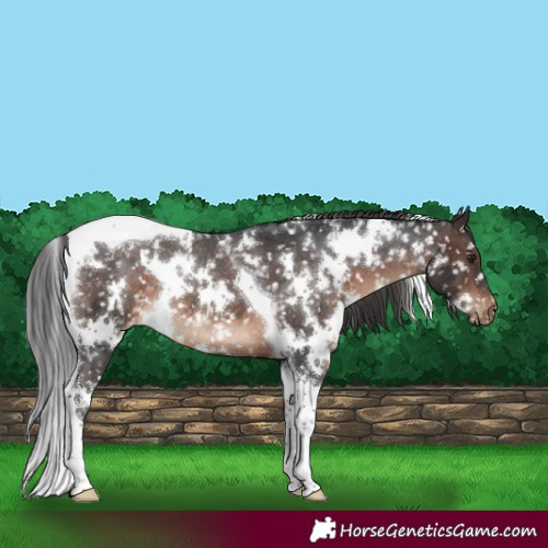 Horse Color:White Spotted Brown Tobiano Snowflake Varnish Rabicano 