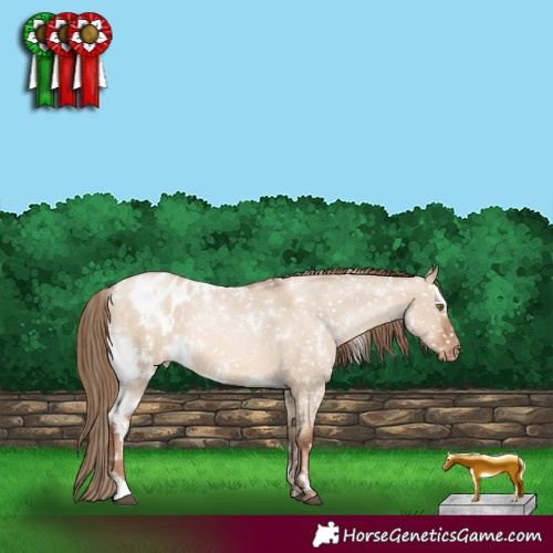 Horse Color:White Spotted Liver Red Dun Pearl Appaloosa 