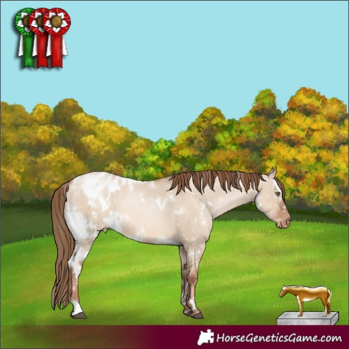 Horse Color:White Spotted Liver Red Dun Pearl Appaloosa 