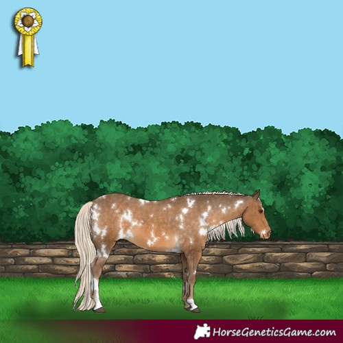 Horse Color:White Spotted Chocolate Palomino Appaloosa