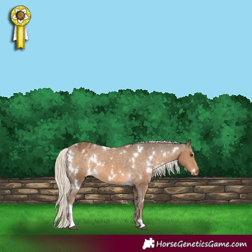 Horse Color:White Spotted Chocolate Palomino Varnish 