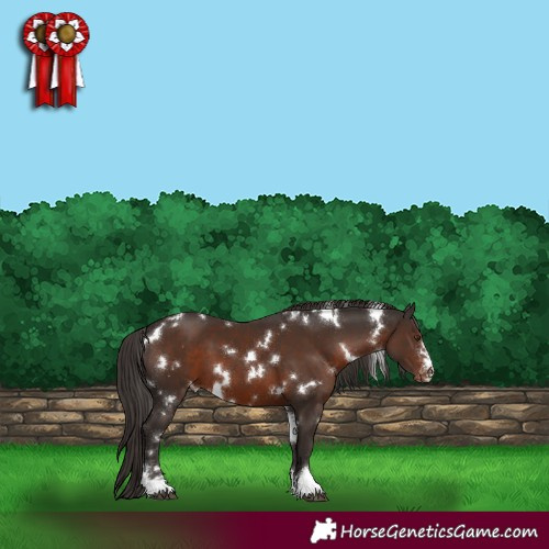 Horse Color:White Spotted Liver Chestnut Appaloosa 