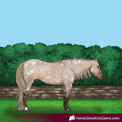 Horse Color:White Spotted Liver Red Dun Appaloosa 