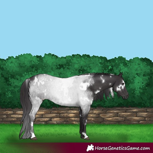 Horse Color:White Spotted Smoky Black