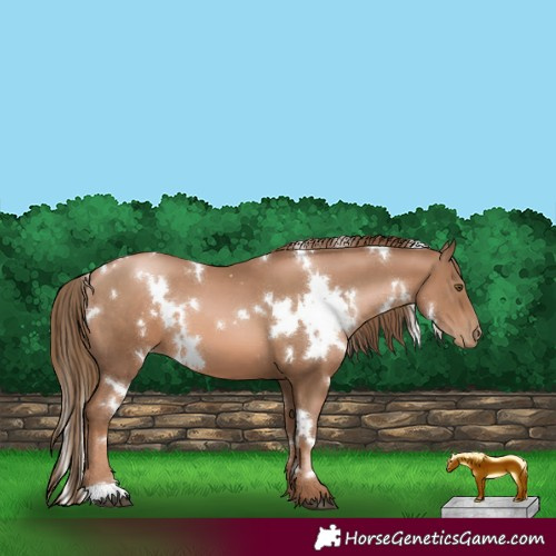 Horse Color:White Spotted Liver Chestnut Pearl 