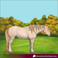 Horse Color:Gold Champagne Roan 