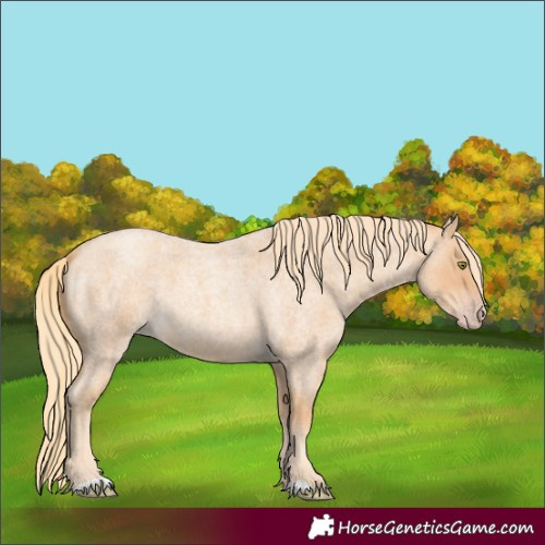 Horse Color:Gold Champagne Roan