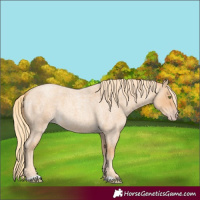 Horse Color:Gold Champagne Roan