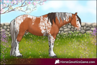 Horse Color:Bay Splash Tobiano Varnish and Bay Splash Tobiano Varnish