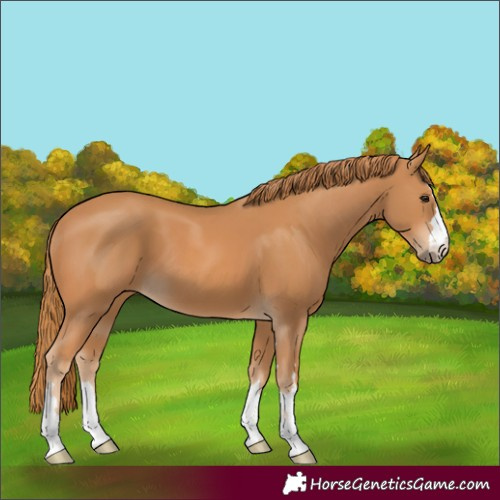 Horse Color:Chestnut 