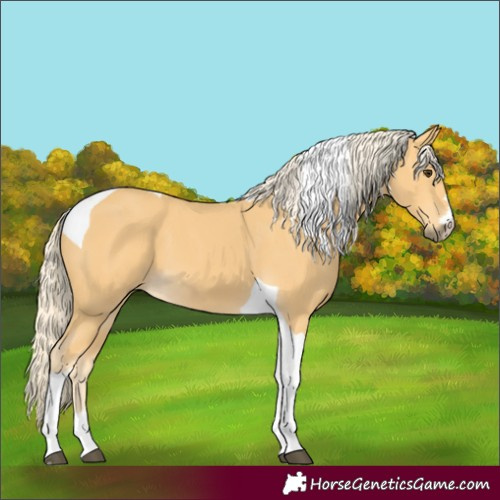 Horse Color:Palomino Tobiano