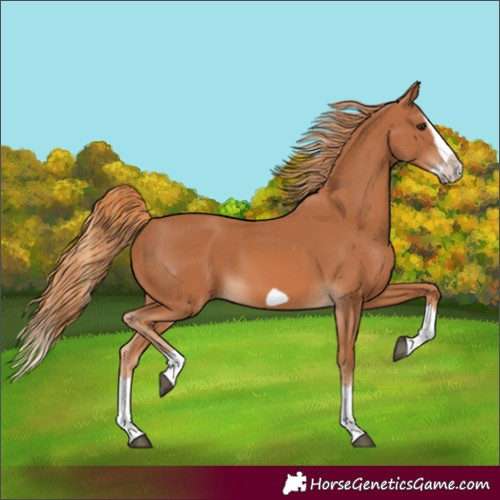 Horse Color:Chestnut Splash Frame 