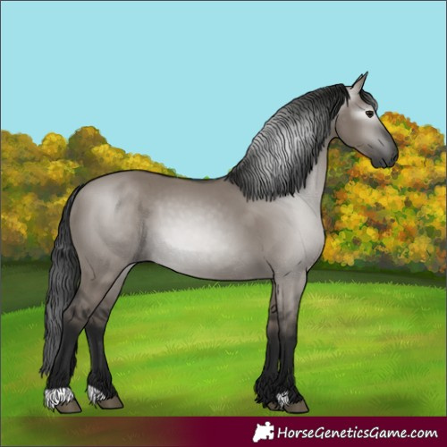 Horse Color:Gray Grullo