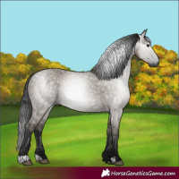 Horse Color:Gray Grullo 