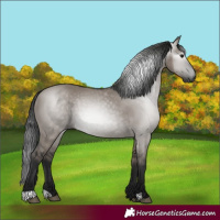 Horse Color:Gray Grullo