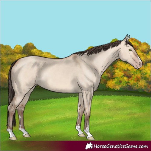 Horse Color:Amber Champagne Dun 