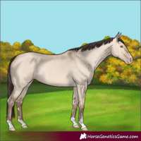 Horse Color:Amber Champagne Dun 