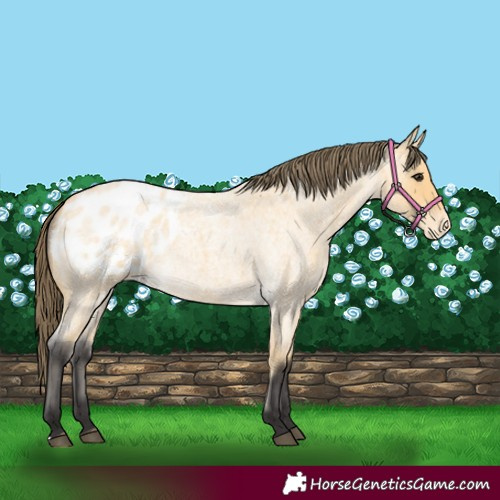 Horse Color:Buckskin Roan Appaloosa 