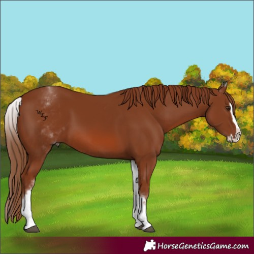 Horse Color:White Spotted Chestnut Splash