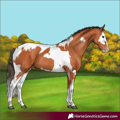 Horse Color:Bay Splash Tobiano Appaloosa  and Bay Splash Tobiano Appaloosa 