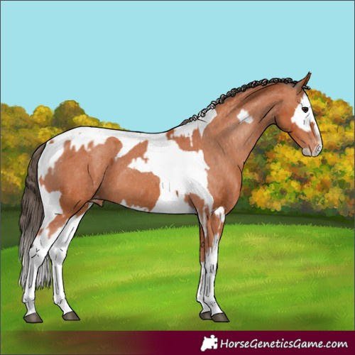 Horse Color:Bay Splash Tobiano Appaloosa  and Bay Splash Tobiano Appaloosa 
