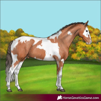 Horse Color:Bay Splash Tobiano Appaloosa  and Bay Splash Tobiano Appaloosa 