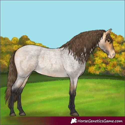 Horse Color:Buckskin Roan Appaloosa