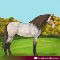 Horse Color:Buckskin Roan Appaloosa 