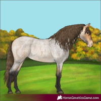 Horse Color:Buckskin Roan Appaloosa