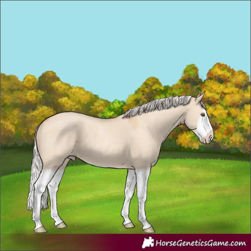 Horse Color:Silver Classic Champagne Dun Splash Frame 
