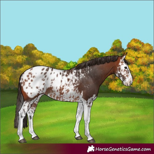 Horse Color:Bay Splash Tobiano Appaloosa and Bay Splash Appaloosa
