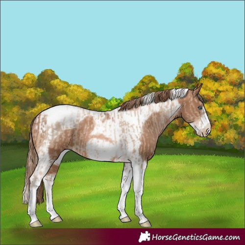 Horse Color:Chocolate Palomino Pearl Tobiano Frame  and Liver Chestnut Pearl Tobiano Frame 